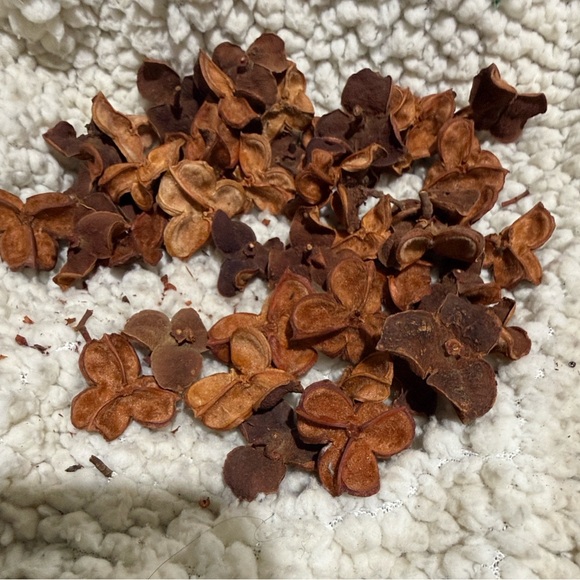 Three-Petal Natural carrotWood pods Accents - Warm Brown - Picture 4 of 4